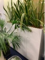 Plant Pot