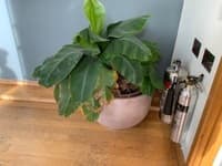 Plant Pot