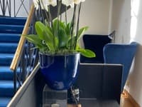 Plant Pot