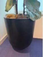 Plant Pot